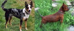 German Coolie vs Chinese Chongqing Dog - Breed Comparison