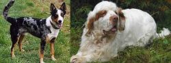 German Coolie vs Clumber Spaniel - Breed Comparison
