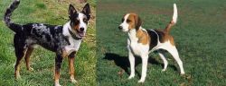 German Coolie vs English Foxhound - Breed Comparison