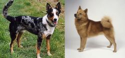 German Coolie vs Finnish Spitz - Breed Comparison