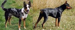 German Coolie vs German Pinscher - Breed Comparison