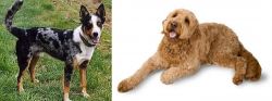 German Coolie vs Golden Doodle - Breed Comparison
