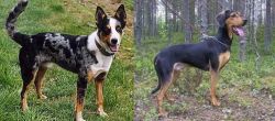 German Coolie vs Greek Harehound - Breed Comparison