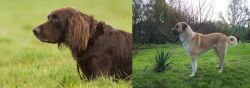 German Longhaired Pointer vs Anatolian Shepherd - Breed Comparison