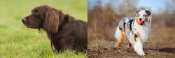 German Longhaired Pointer vs Australian Shepherd - Breed Comparison