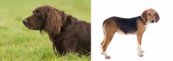 German Longhaired Pointer vs Beagle-Harrier - Breed Comparison