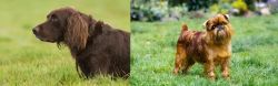 German Longhaired Pointer vs Belgian Griffon - Breed Comparison