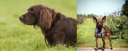 German Longhaired Pointer vs Bospin - Breed Comparison