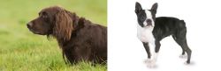 German Longhaired Pointer vs Boston Terrier - Breed Comparison