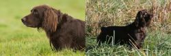 German Longhaired Pointer vs Boykin Spaniel - Breed Comparison