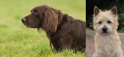 German Longhaired Pointer vs Cairn Terrier - Breed Comparison