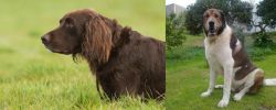 German Longhaired Pointer vs Cao de Gado Transmontano - Breed Comparison