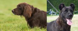 German Longhaired Pointer vs Cao Fila de Sao Miguel - Breed Comparison