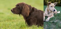 German Longhaired Pointer vs Carolina Dog - Breed Comparison
