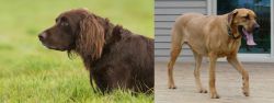 German Longhaired Pointer vs Danish Broholmer - Breed Comparison