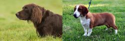 German Longhaired Pointer vs Drever - Breed Comparison