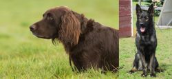 German Longhaired Pointer vs East German Shepherd - Breed Comparison