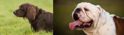 German Longhaired Pointer vs English Bulldog - Breed Comparison