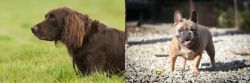 German Longhaired Pointer vs French Bulldog - Breed Comparison