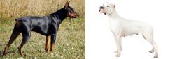 German Pinscher vs Argentine Dogo - Breed Comparison
