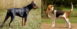 German Pinscher vs Artois Hound - Breed Comparison