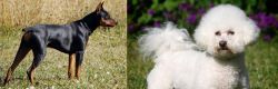 German Pinscher vs Bichon Frise - Breed Comparison