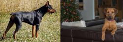 German Pinscher vs Black Mouth Cur - Breed Comparison