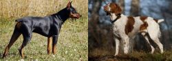 German Pinscher vs Brittany - Breed Comparison