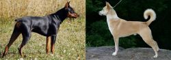 German Pinscher vs Canaan Dog - Breed Comparison
