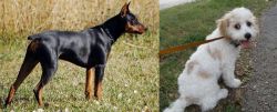 German Pinscher vs Cavachon - Breed Comparison