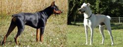 German Pinscher vs Cretan Hound - Breed Comparison