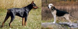German Pinscher vs Dunker - Breed Comparison