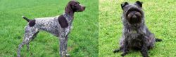 German Shorthaired Pointer vs Affenpinscher - Breed Comparison