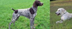 German Shorthaired Pointer vs Akbash Dog - Breed Comparison