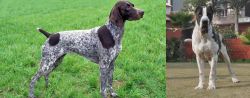 German Shorthaired Pointer vs Alangu Mastiff - Breed Comparison