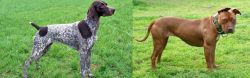 German Shorthaired Pointer vs American Pit Bull Terrier - Breed Comparison