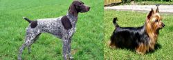 German Shorthaired Pointer vs Australian Silky Terrier - Breed Comparison