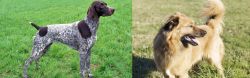German Shorthaired Pointer vs Basque Shepherd - Breed Comparison