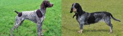German Shorthaired Pointer vs Basset Bleu de Gascogne - Breed Comparison