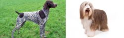 German Shorthaired Pointer vs Bearded Collie - Breed Comparison