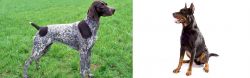 German Shorthaired Pointer vs Beauceron - Breed Comparison