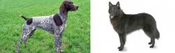 German Shorthaired Pointer vs Belgian Shepherd - Breed Comparison