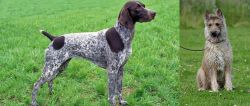 German Shorthaired Pointer vs Belgian Shepherd Dog (Laekenois) - Breed Comparison