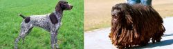 German Shorthaired Pointer vs Bergamasco - Breed Comparison