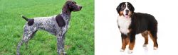 German Shorthaired Pointer vs Bernese Mountain Dog - Breed Comparison
