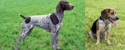 German Shorthaired Pointer vs Bluetick Beagle - Breed Comparison
