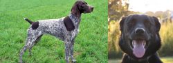 German Shorthaired Pointer vs Borador - Breed Comparison