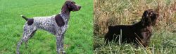 German Shorthaired Pointer vs Boykin Spaniel - Breed Comparison