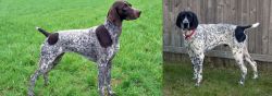 German Shorthaired Pointer vs Braque d'Auvergne - Breed Comparison