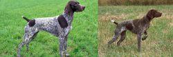 German Shorthaired Pointer vs Braque Francais - Breed Comparison